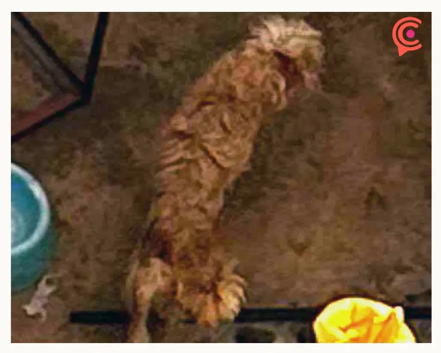 Rescatan a tres perros víctimas de maltrato animal en el Infonavit Loma Bella de Puebla