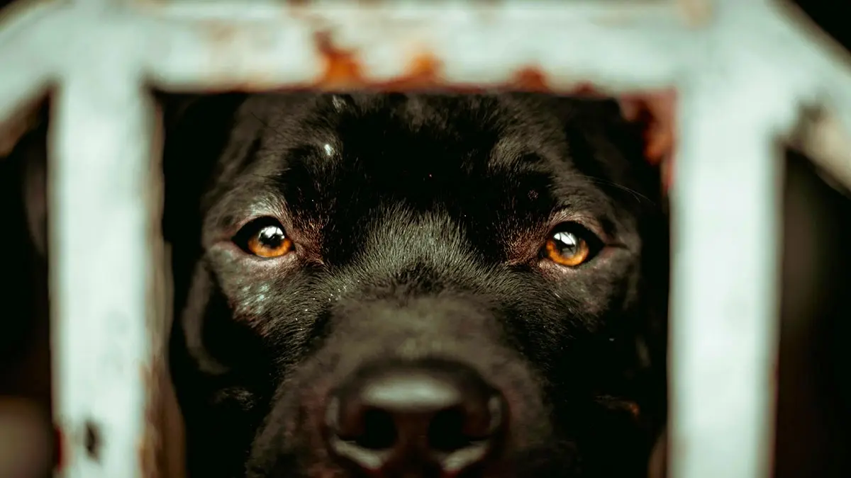 Rescatan a tres perros víctimas de maltrato animal en el Infonavit Loma Bella de Puebla