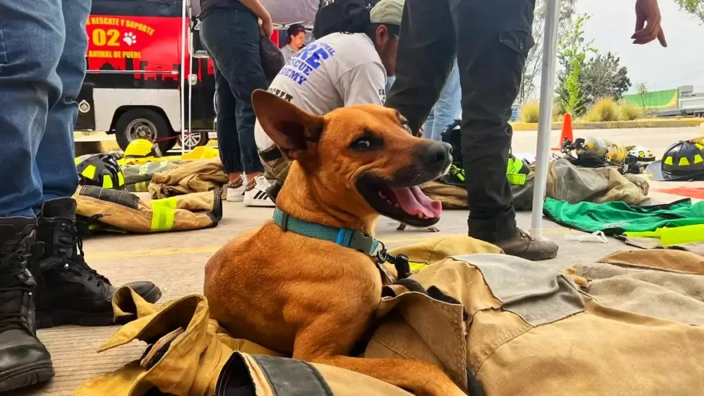Conviértete en rescatista de mascotas; la URSVA Puebla busca voluntarios