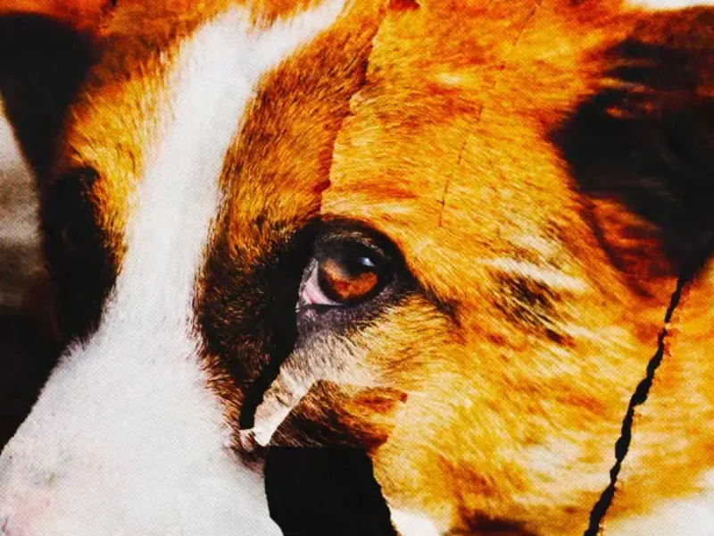 Denuncian caso de perro mutilado en Ahuacatlán, Puebla; animalistas exigen justicia