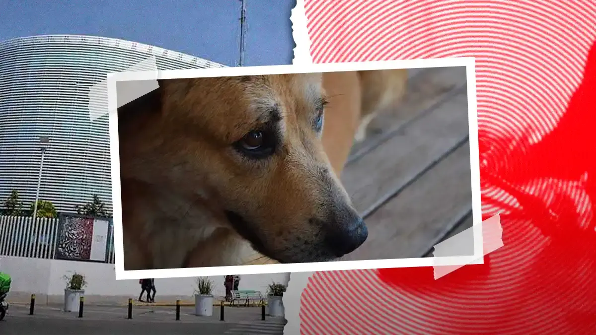Medio Ambiente interpone denuncia por caso de perro mutilado en Ahuacatlán, Puebla