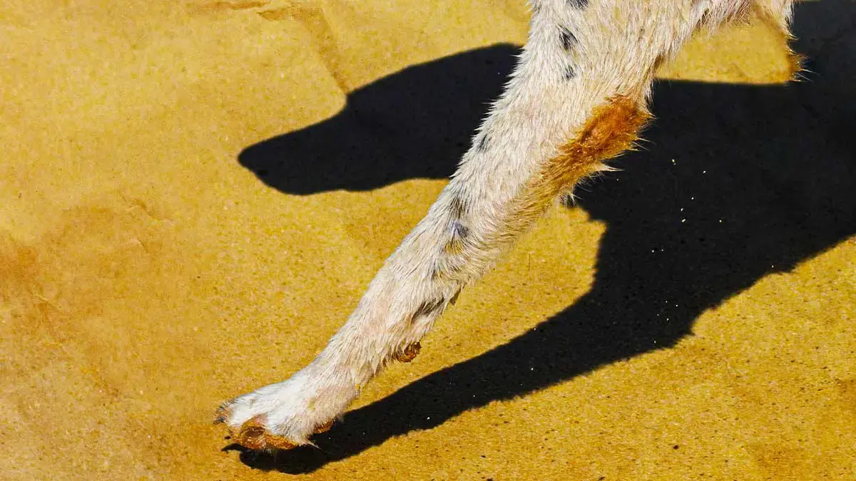 Perro de Ahuacatlán, Puebla murió atropellado; Medio Ambiente descarta mutilación