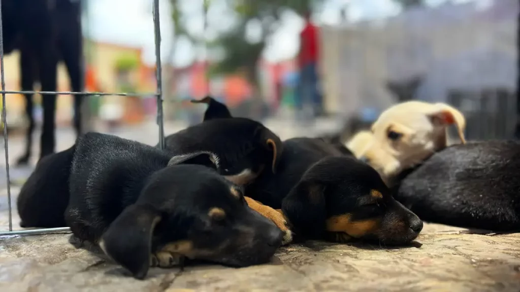 Abre tu corazón a un lomito; gran feria de adopción se realizará en Atlixco