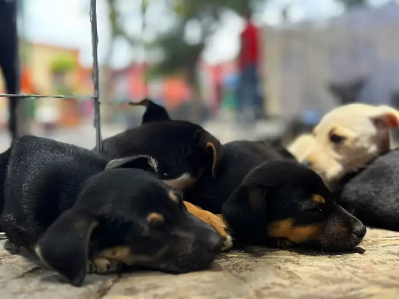 Abre tu corazón a un lomito; gran feria de adopción se realizará en Atlixco