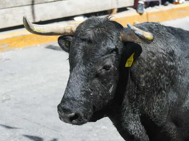 Alcaldesa de Teziutlán viola suspensión de corridas de toros; animalistas exigen cancelar el evento