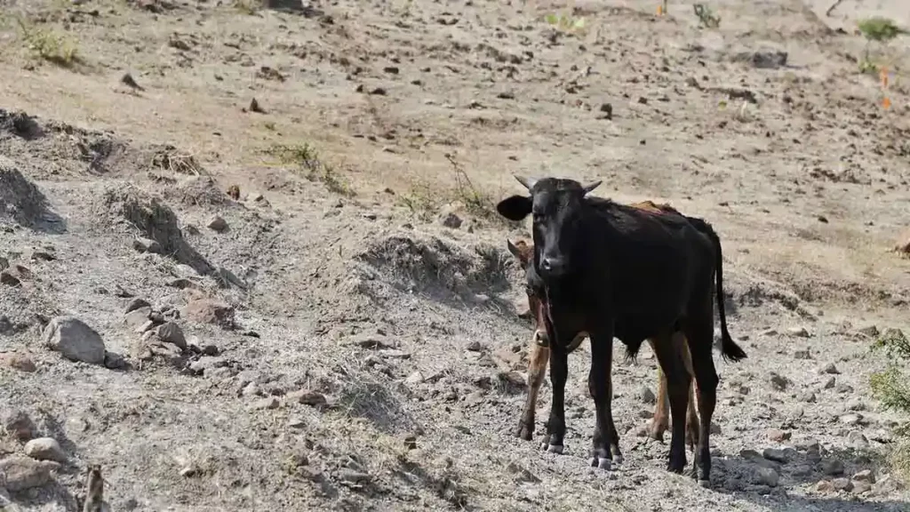 Falta de agua para sembradíos, el principal problema en juntas auxiliares de Puebla