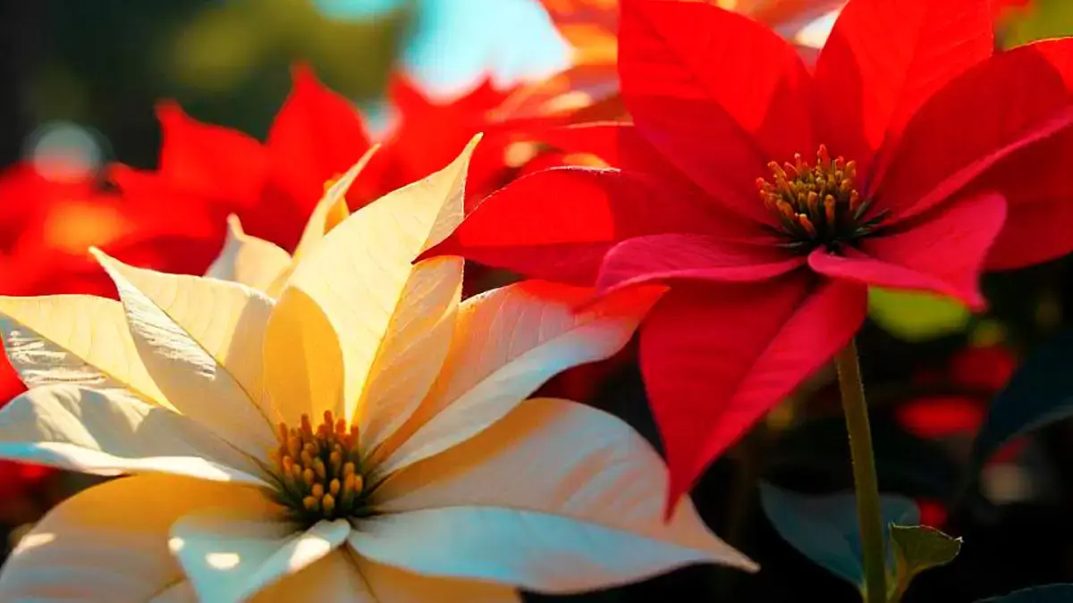 Cuidados que debes poner en práctica para preservar tu flor de Nochebuena