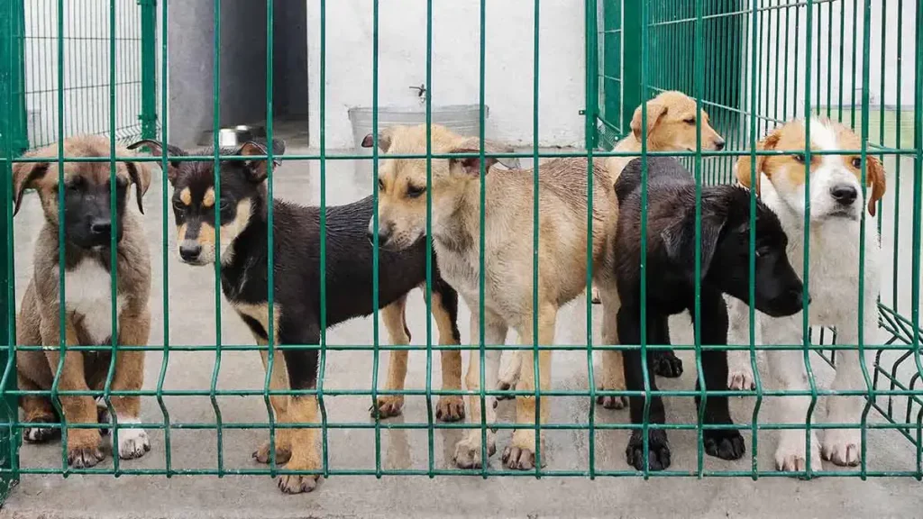 Vecinos de San Ramón amenazan a rescatista de perros, engañan al Ayuntamiento de Puebla para quitárselos