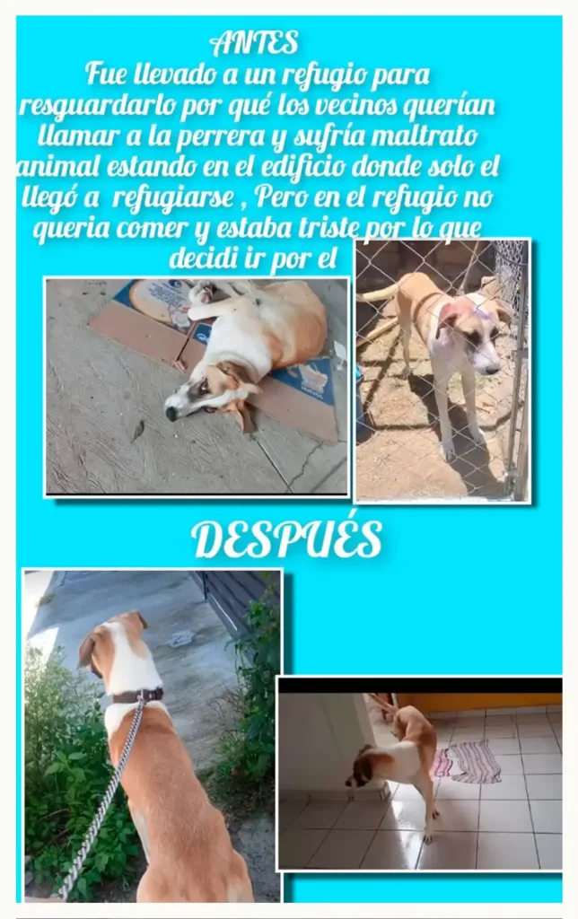 Vecinos de San Ramón amenazan a rescatista de perros, engañan al Ayuntamiento de Puebla para quitárselos