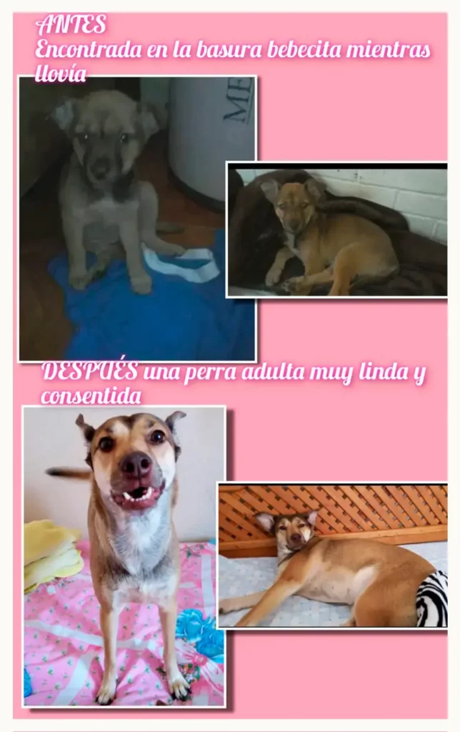 Vecinos de San Ramón amenazan a rescatista de perros, engañan al Ayuntamiento de Puebla para quitárselos