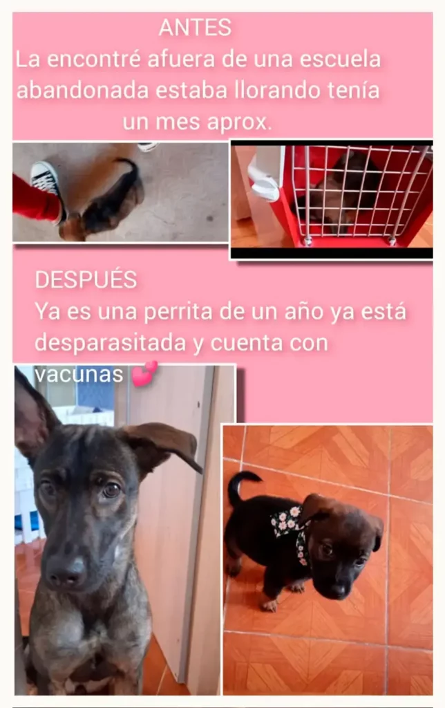 Vecinos de San Ramón amenazan a rescatista de perros, engañan al Ayuntamiento de Puebla para quitárselos