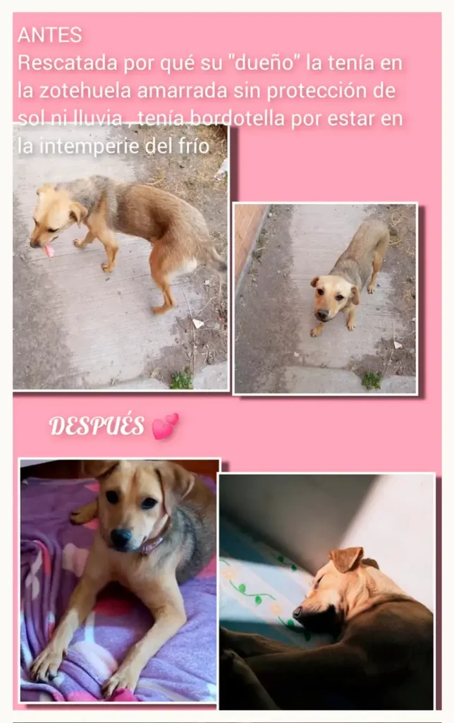 Vecinos de San Ramón amenazan a rescatista de perros, engañan al Ayuntamiento de Puebla para quitárselos