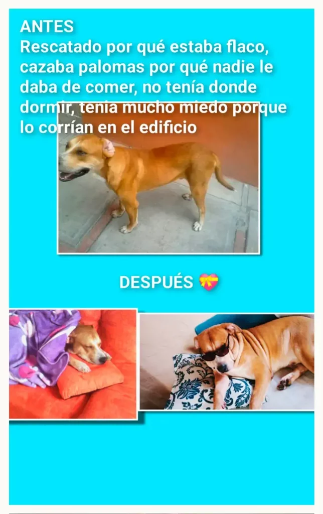 Vecinos de San Ramón amenazan a rescatista de perros, engañan al Ayuntamiento de Puebla para quitárselos
