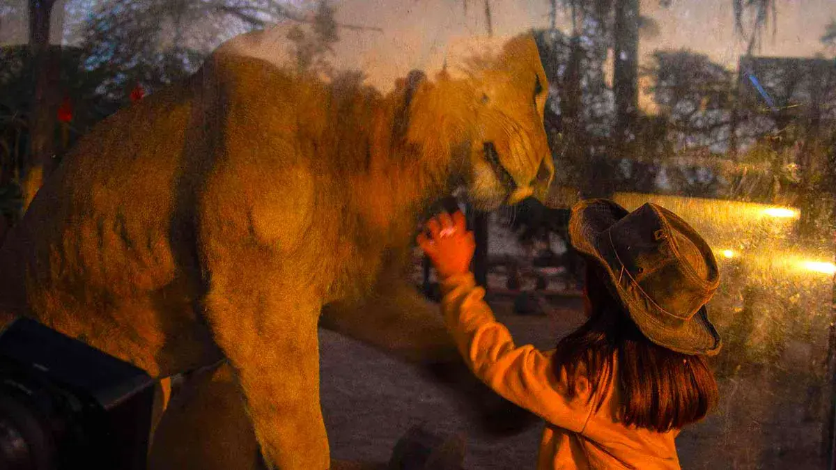 Africam Safari anuncia su recorrido nocturno por corta temporada; estos son los precios