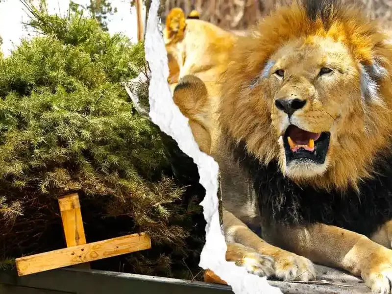 Recicla tu árbol de Navidad y obtén dos por uno en entradas a Africam Safari
