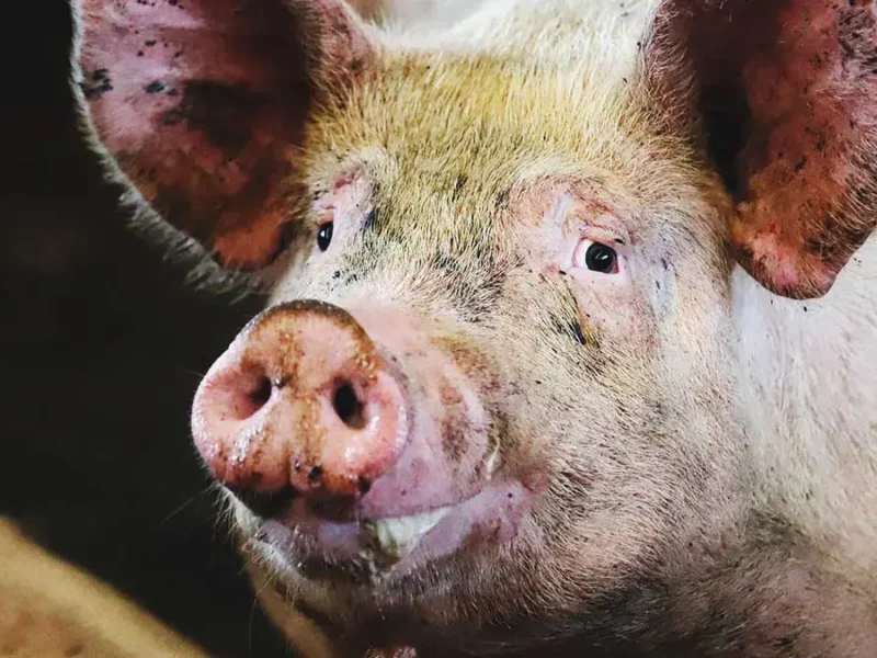 Denuncian maltrato animal contra un cerdo en San Andrés Cholula; lo quemaron vivo 
