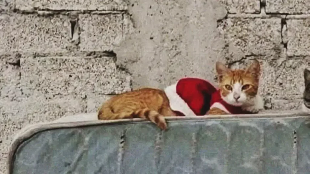 Gato sufrió abuso sexual en Tehuacán, Puebla; “Kasi” fue sacrificado por las heridas 
