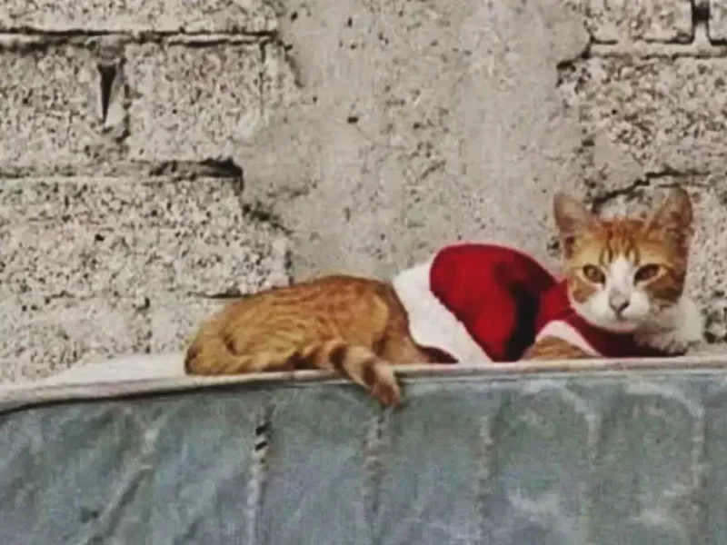 Gato sufrió abuso sexual en Tehuacán, Puebla; “Kasi” fue sacrificado por las heridas 