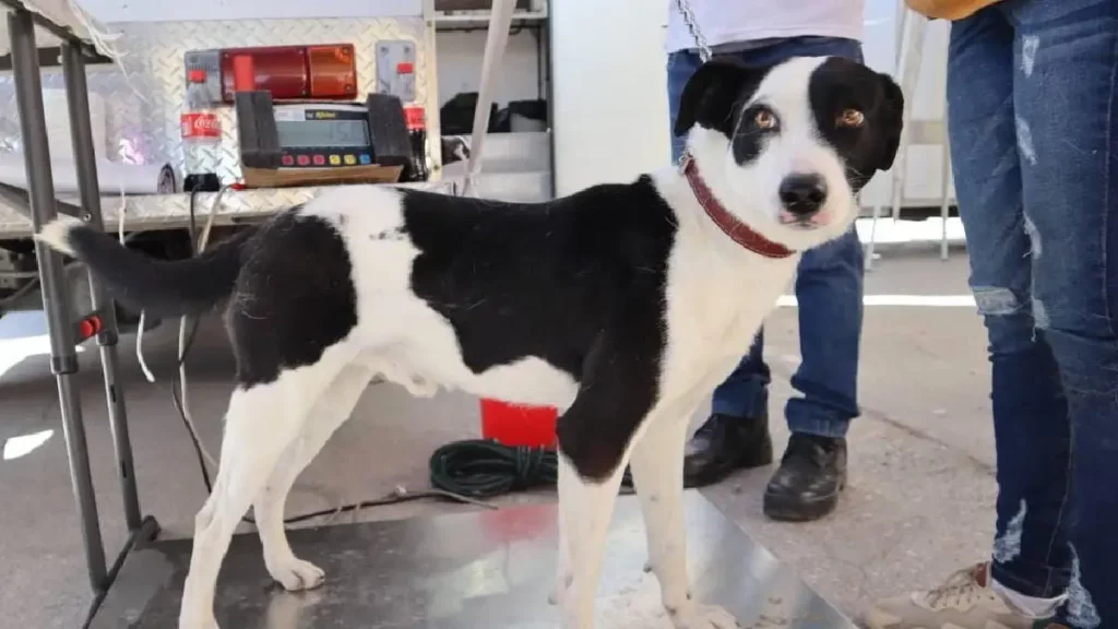 Con Jornada de Esterilización Gobierno de la Ciudad celebró el Día Internacional de los Derechos de los Animales