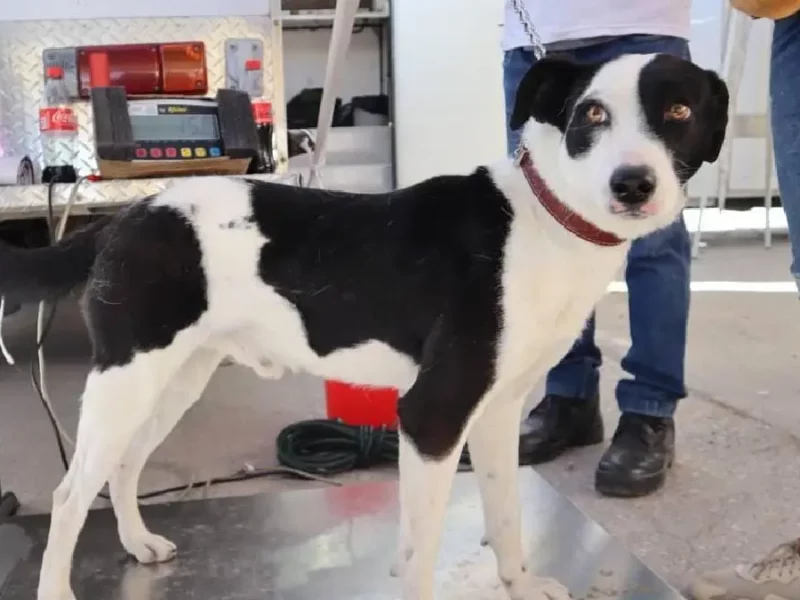 Con Jornada de Esterilización Gobierno de la Ciudad celebró el Día Internacional de los Derechos de los Animales