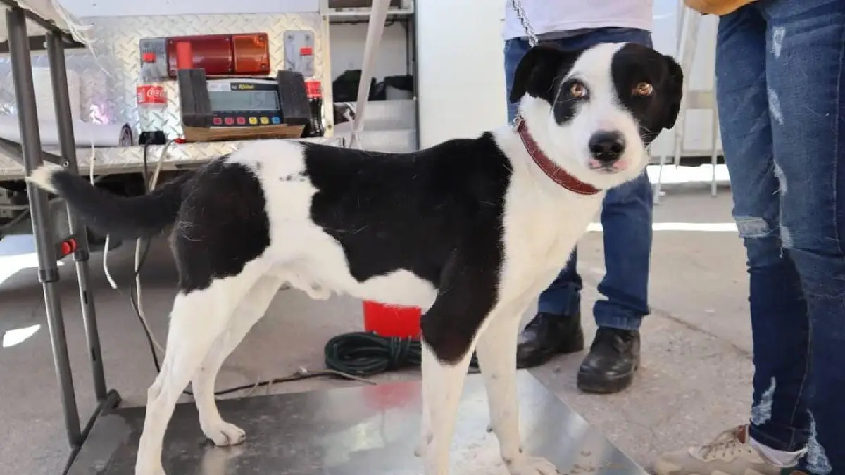 Con Jornada de Esterilización Gobierno de la Ciudad celebró el Día Internacional de los Derechos de los Animales