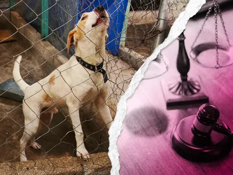 Estos son los casos de maltrato animal en Puebla que han tenido justicia este 2024