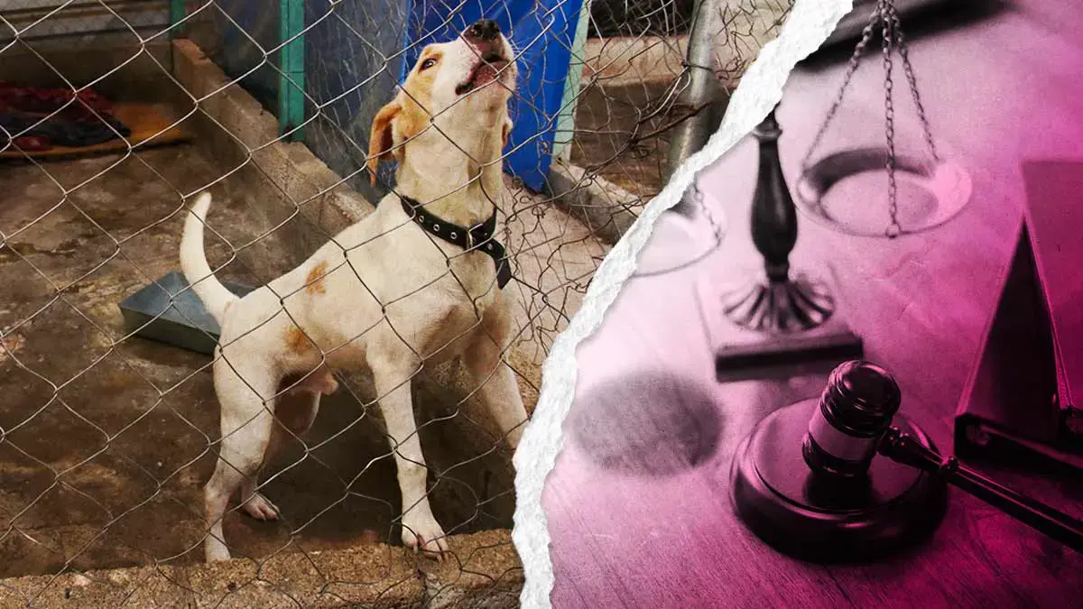 Estos son los casos de maltrato animal en Puebla que han tenido justicia este 2024