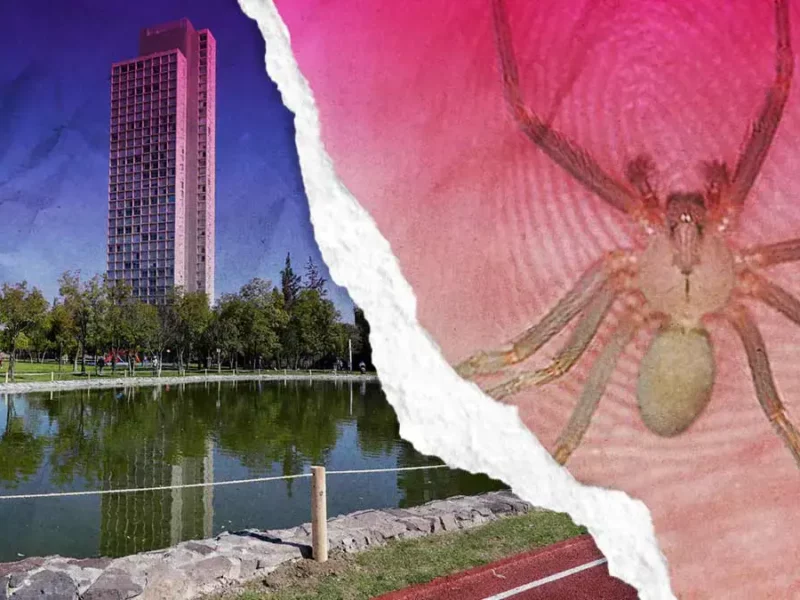 Araña violinista muerde a turista en el Parque del Arte en Puebla 