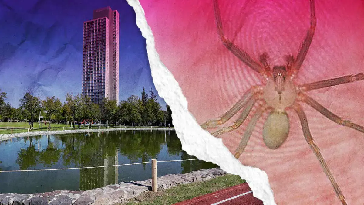 Araña violinista muerde a turista en el Parque del Arte en Puebla 