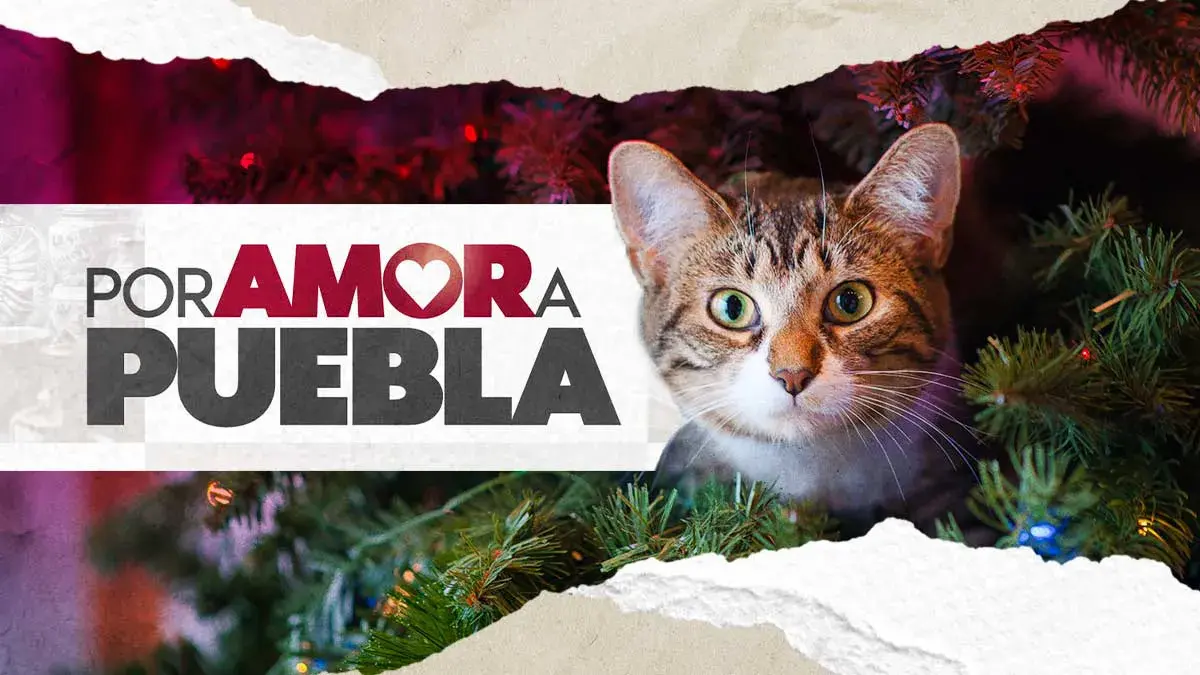 Acude con tu mascota a la posada Pet Friendly del Festival Navideño “Por Amor a Puebla”