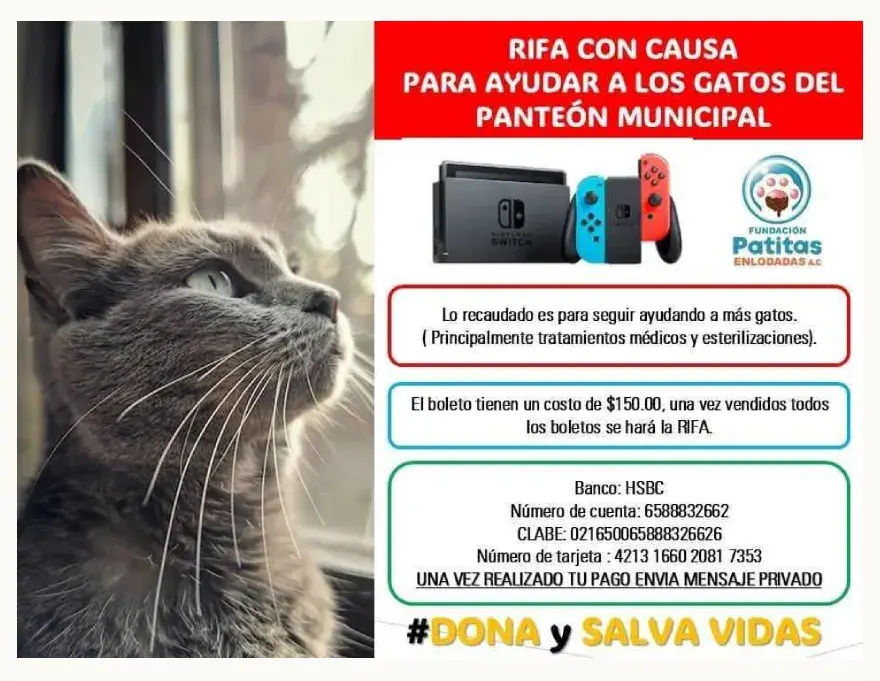 Patitas Enlodadas realiza rifa a favor de los gatos abandonados del Panteón Municipal de Puebla