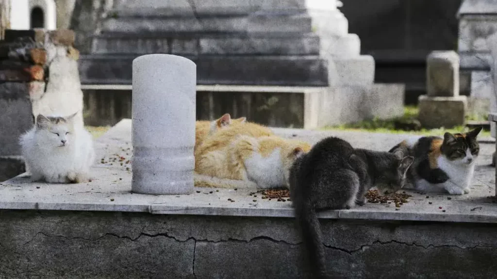Patitas Enlodadas realiza rifa a favor de los gatos abandonados del Panteón Municipal de Puebla