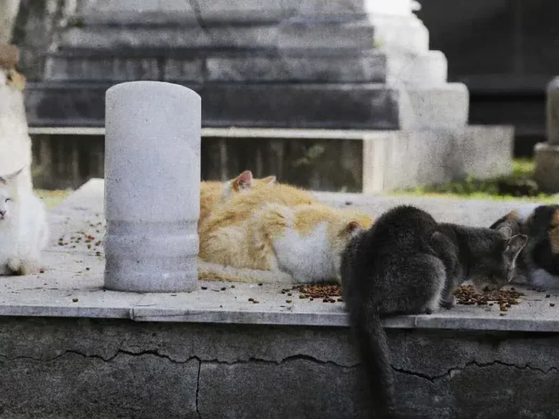Patitas Enlodadas realiza rifa a favor de los gatos abandonados del Panteón Municipal de Puebla