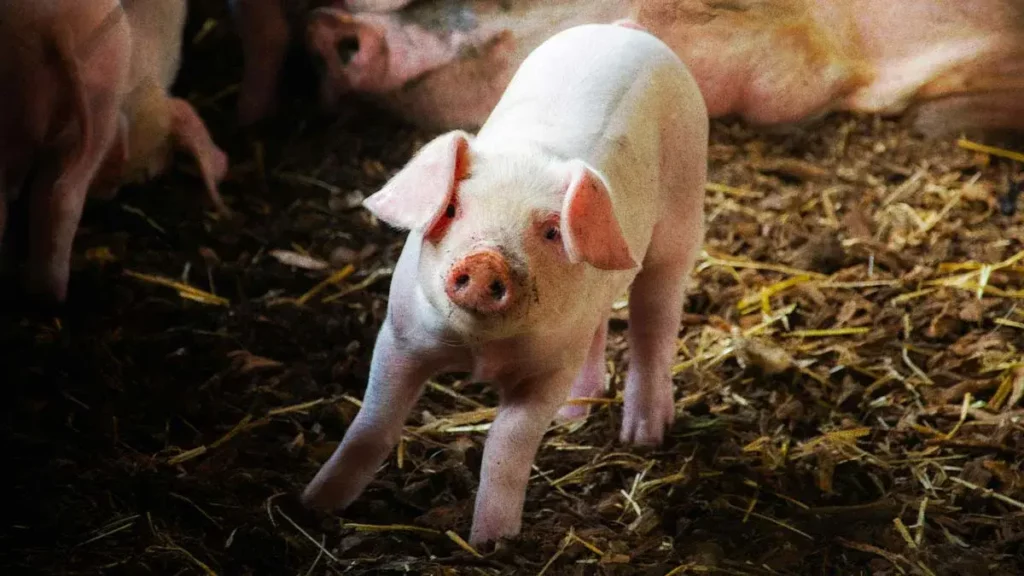 Fundación Patitas Enlodadas AC pide cancelación de “puerquito encebado” en San Pablo Xochimehuacan, Puebla