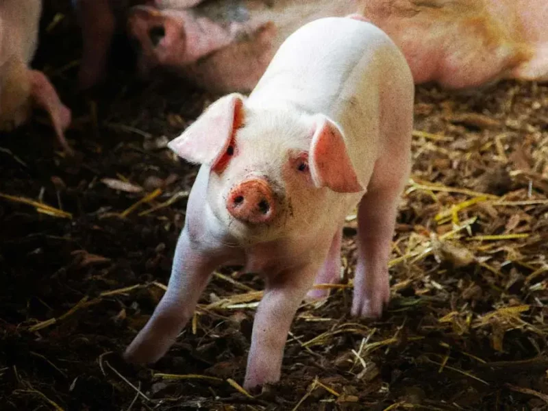 Fundación Patitas Enlodadas AC pide cancelación de “puerquito encebado” en San Pablo Xochimehuacan, Puebla