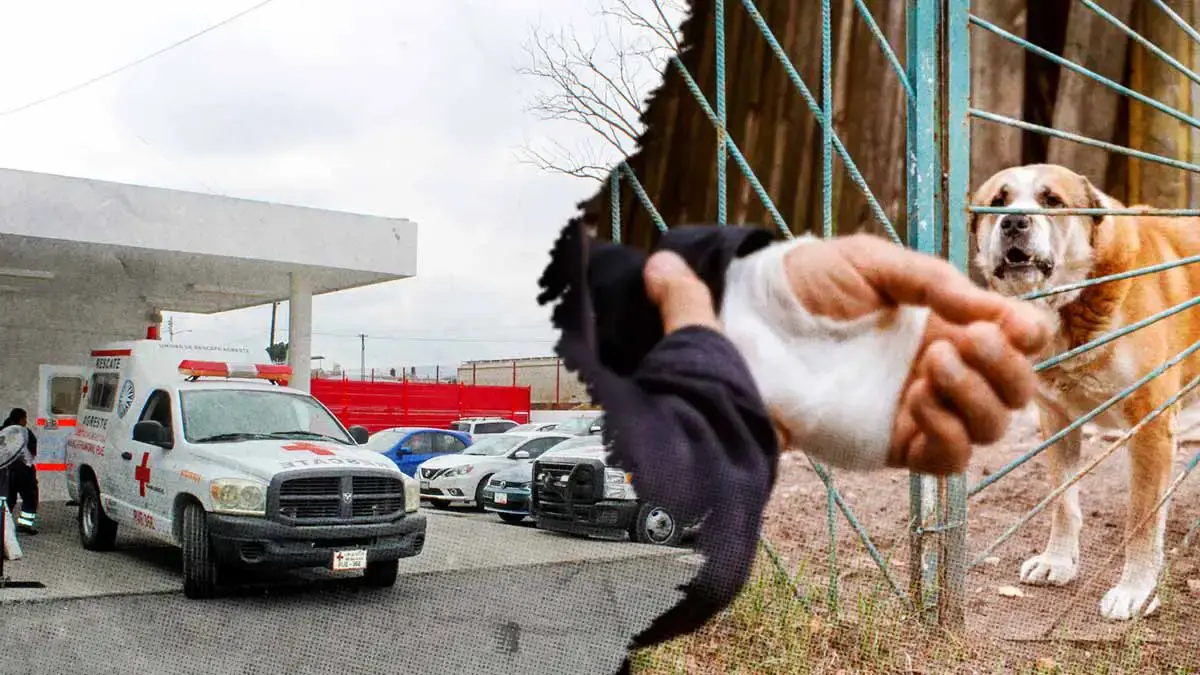En 2024, hubo más de siete mil ingresos hospitalarios por mordeduras de perro en Puebla