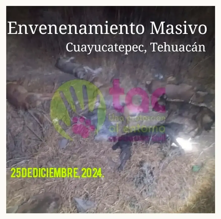 TAC denuncia envenenamiento masivo de perros en Tehuacán durante Navidad