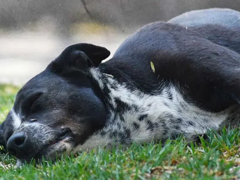 TAC denuncia envenenamiento masivo de perros en Tehuacán durante Navidad