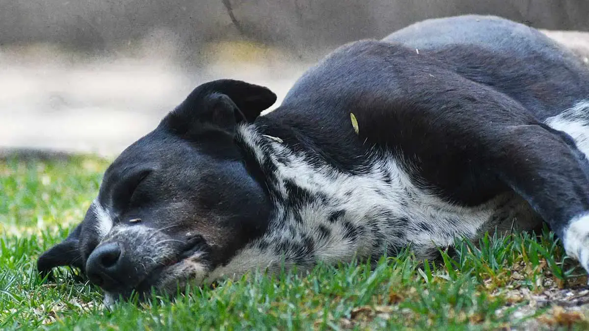 TAC denuncia envenenamiento masivo de perros en Tehuacán durante Navidad