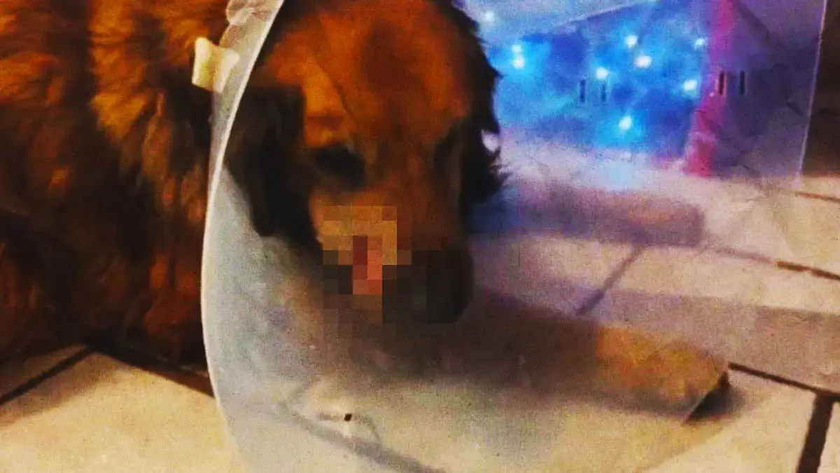 Denuncian caso de maltrato animal en San Bartolo, Puebla y exigen justicia para “Cuco”