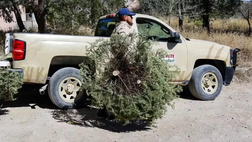 Recicla tu árbol con la campaña Verde Navidad del Ayuntamiento de Puebla y Africam Safari 