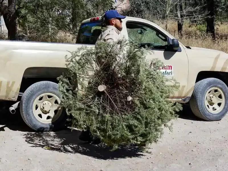 Recicla tu árbol con la campaña Verde Navidad del Ayuntamiento de Puebla y Africam Safari 