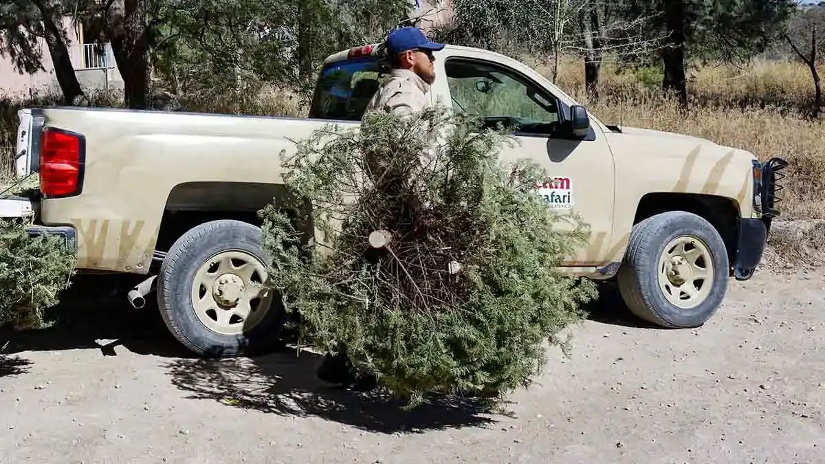 Recicla tu árbol con la campaña Verde Navidad del Ayuntamiento de Puebla y Africam Safari 