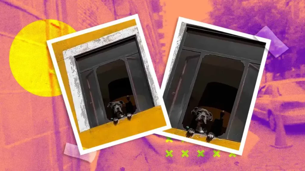 Perro de Puebla se hace viral en Tik Tok por ser el “más chismoso”