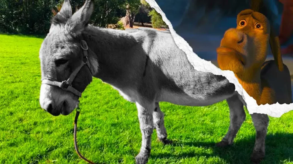Murió Perry, burro que inspiró al personaje en "Shrek" 
