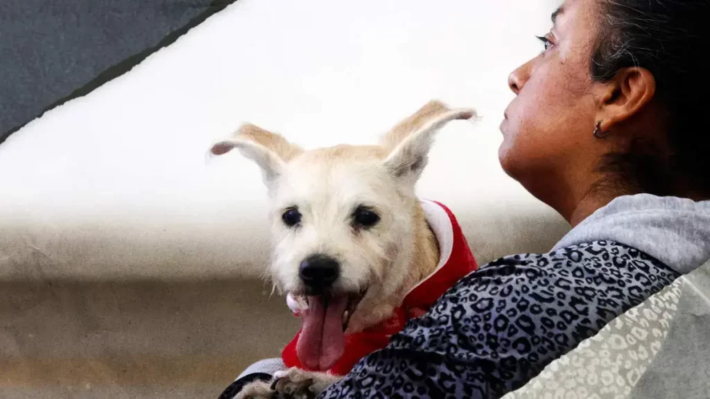Movimiento Animalista de Puebla logró más de 30 mil esterilizaciones en 2024