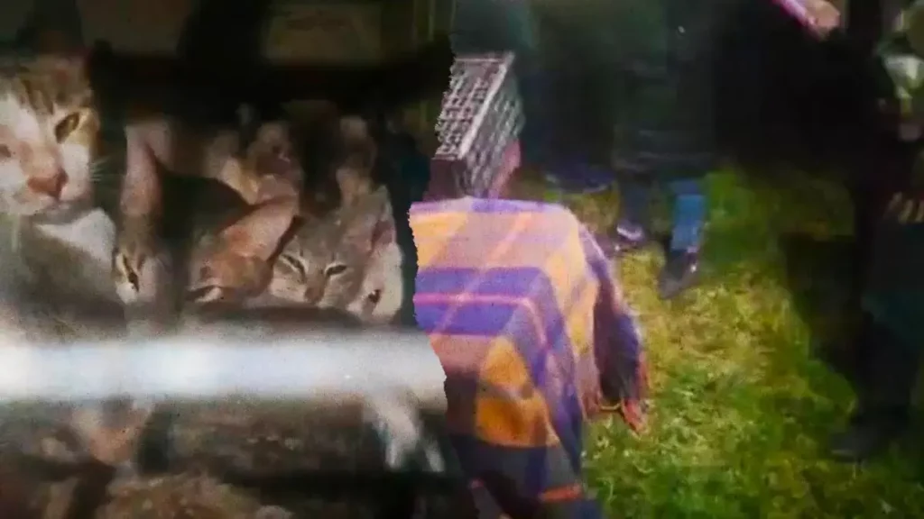 Rescatan a 60 gatos de falso refugio “Michigan” en Amozoc, Puebla
