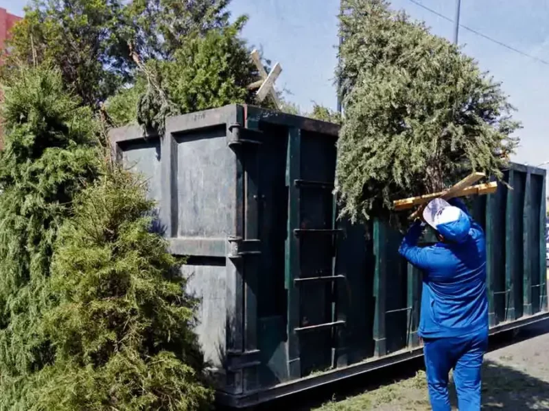 Llama Gobierno de la Ciudad a participar en campaña de reciclaje de árboles navideños