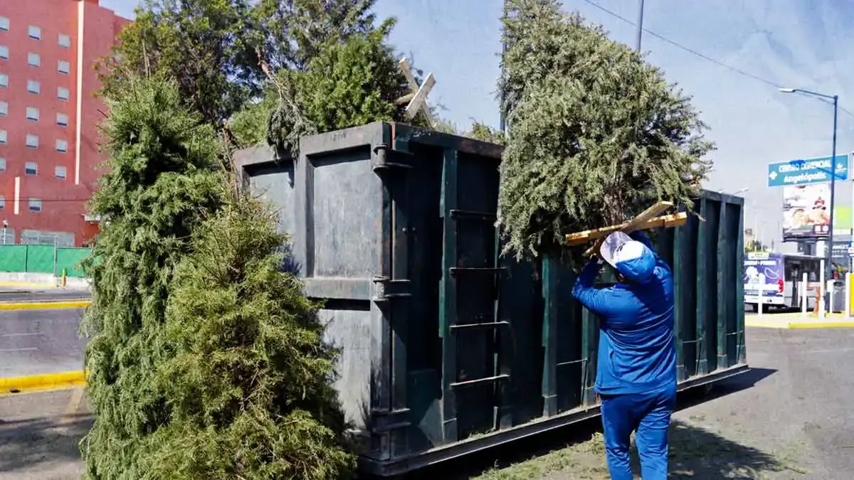 Llama Gobierno de la Ciudad a participar en campaña de reciclaje de árboles navideños
