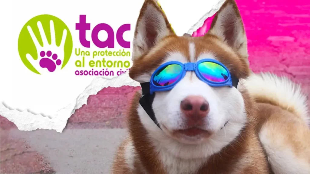Asiste al Festival Bendición de los Animales 2025 del colectivo TAC en Tehuacán